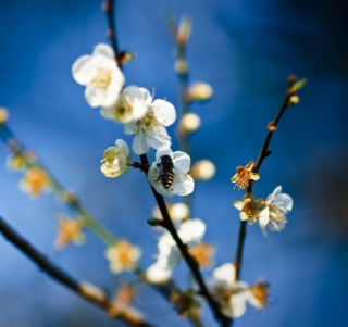 Bee On White Flowers - Fondos de pantalla gratis para Samsung E1150