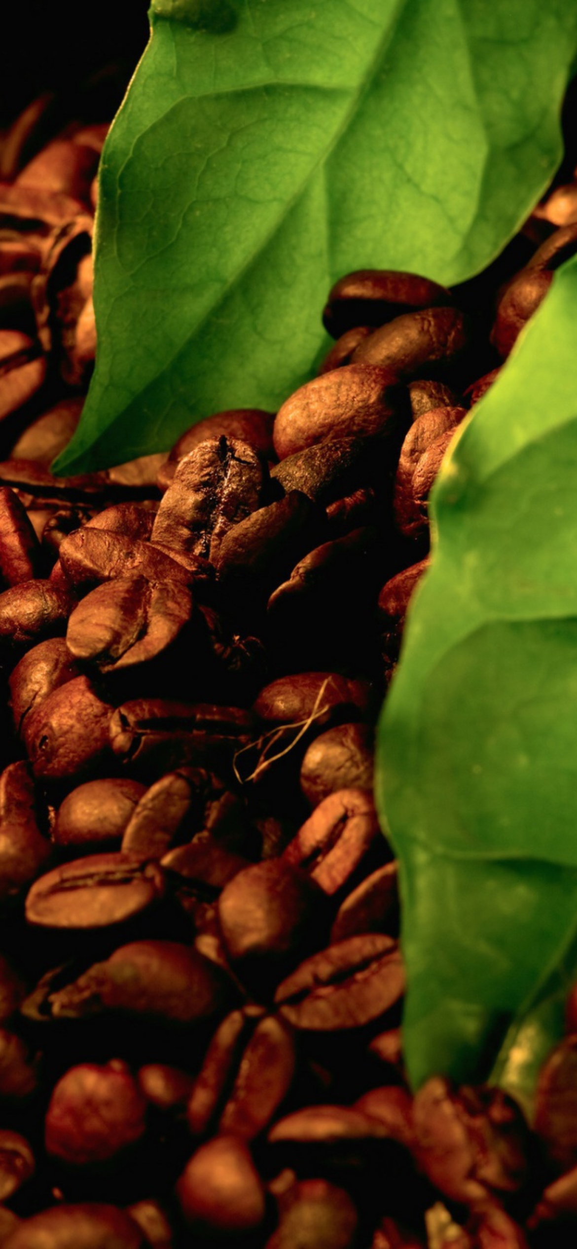Das Coffee Beans And Green Leaves Wallpaper 1170x2532