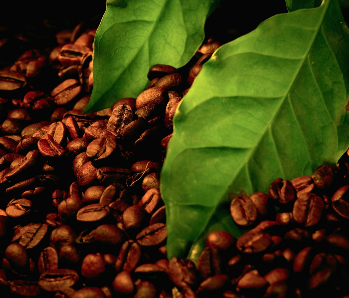 Обои Coffee Beans And Green Leaves 1200x1024