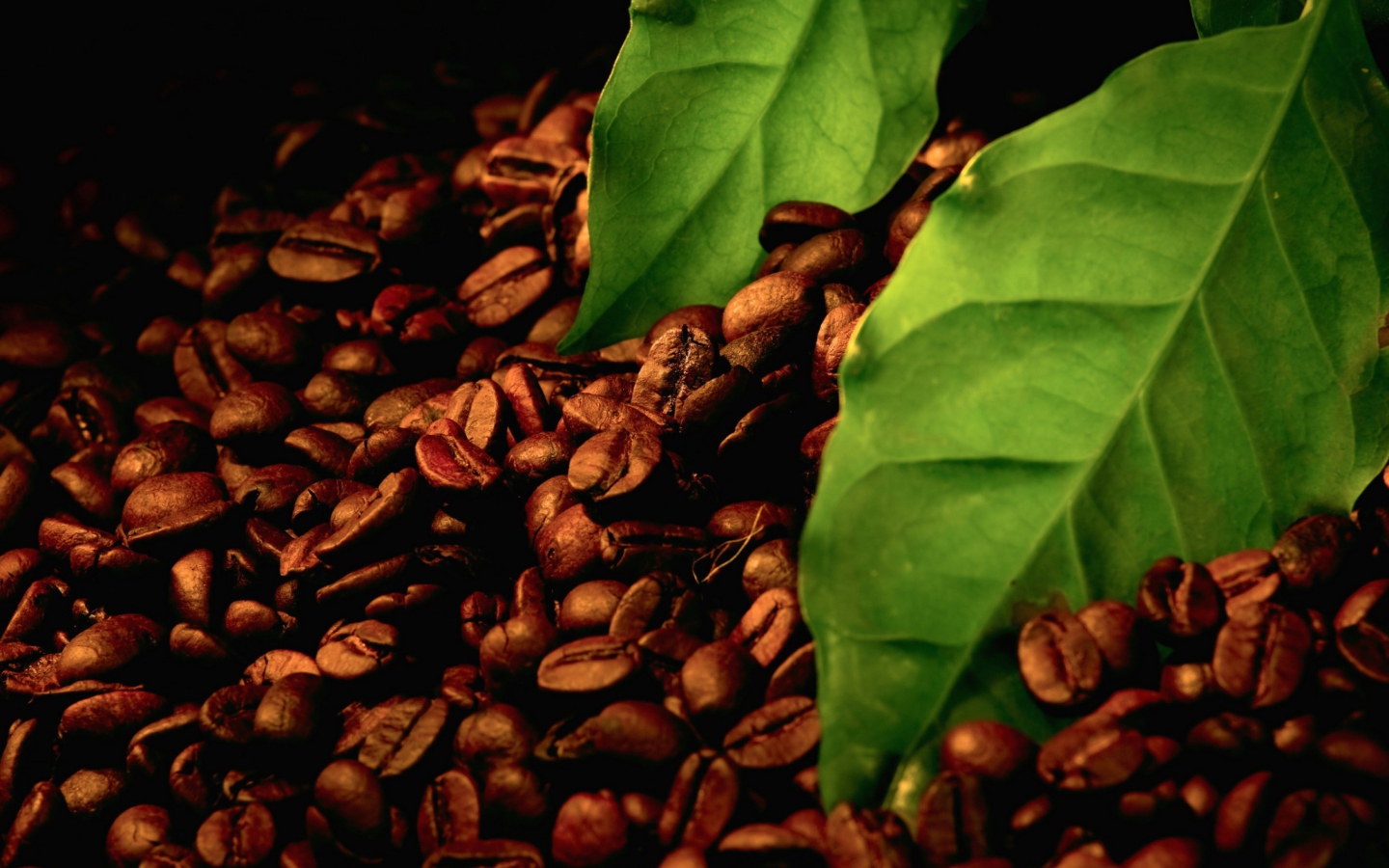 Das Coffee Beans And Green Leaves Wallpaper 1440x900