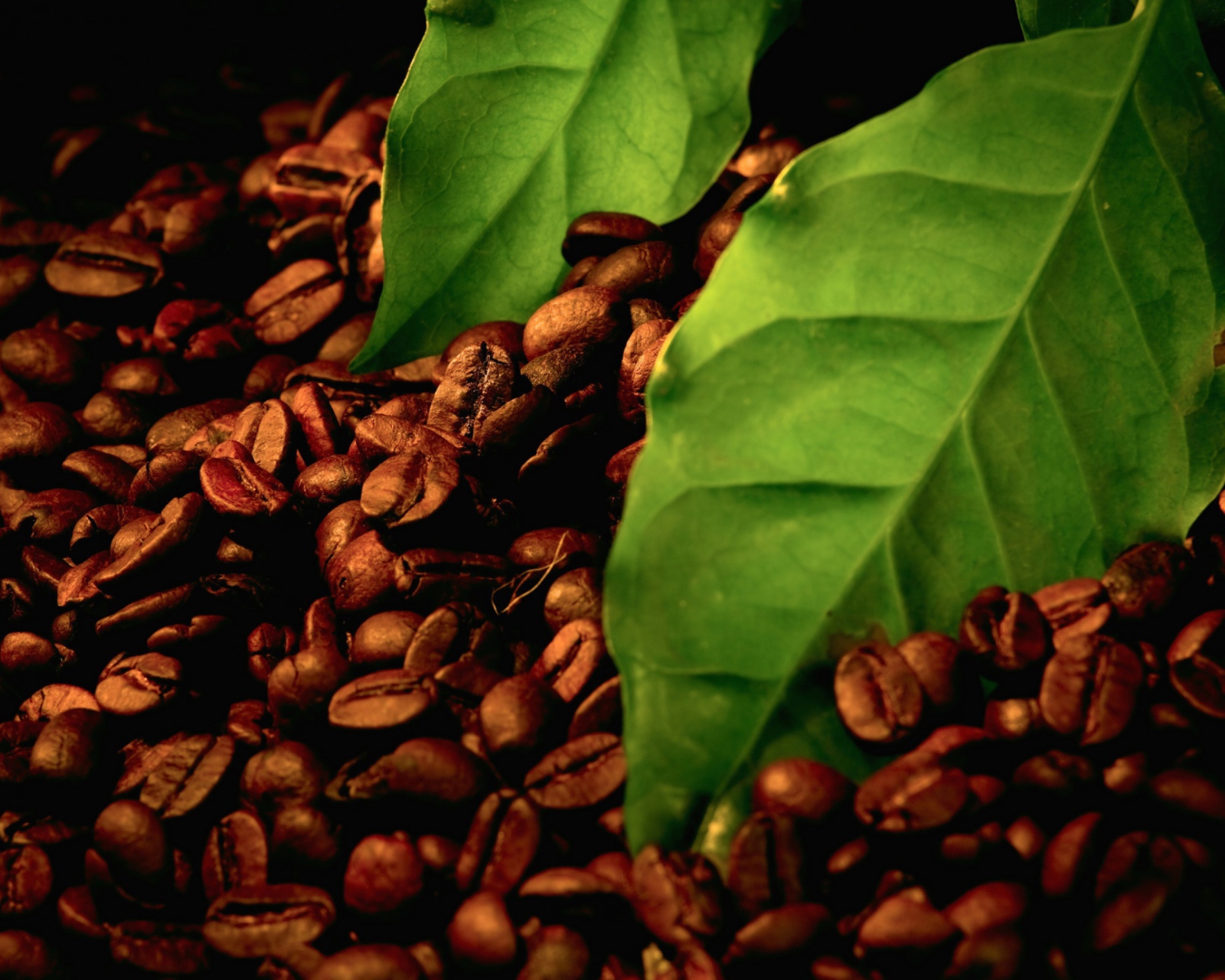Обои Coffee Beans And Green Leaves 1600x1280