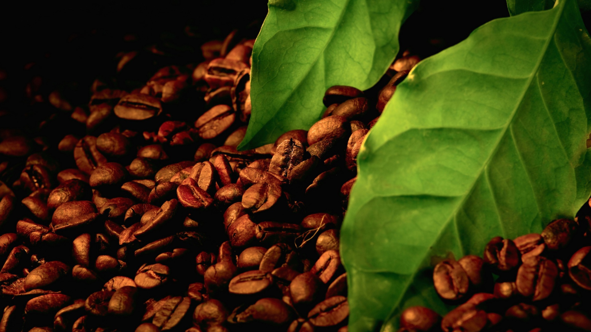 Fondo de pantalla Coffee Beans And Green Leaves 1920x1080