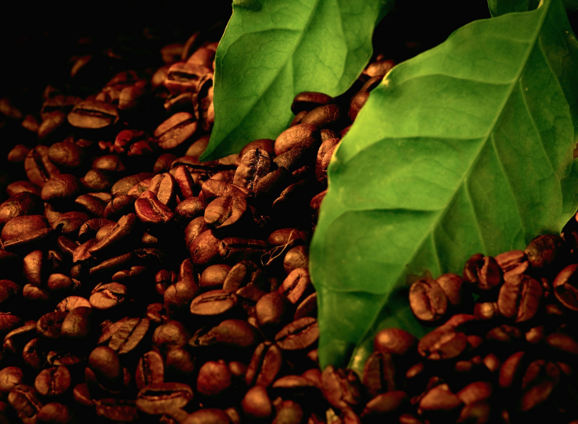 Sfondi Coffee Beans And Green Leaves 1920x1408