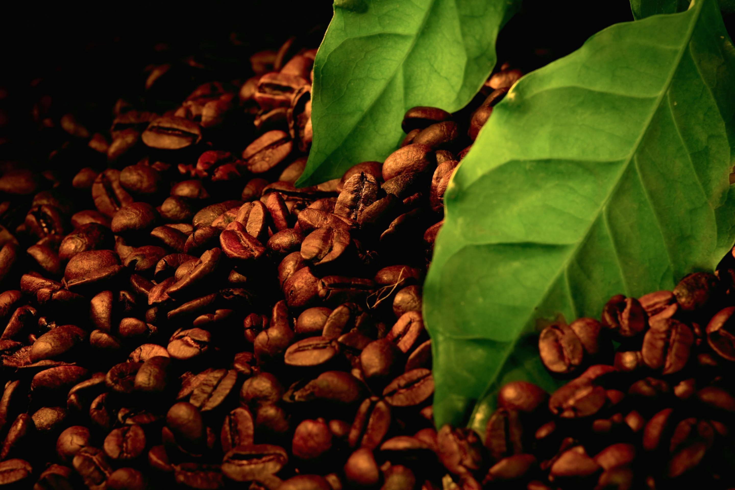 Обои Coffee Beans And Green Leaves 2880x1920