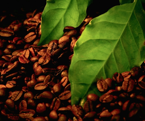 Das Coffee Beans And Green Leaves Wallpaper 480x400