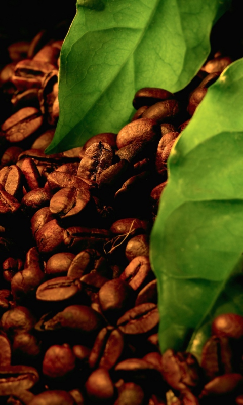 Das Coffee Beans And Green Leaves Wallpaper 480x800