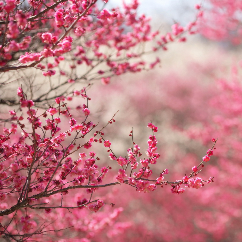 Sfondi Spring Tree Blossoms 1024x1024