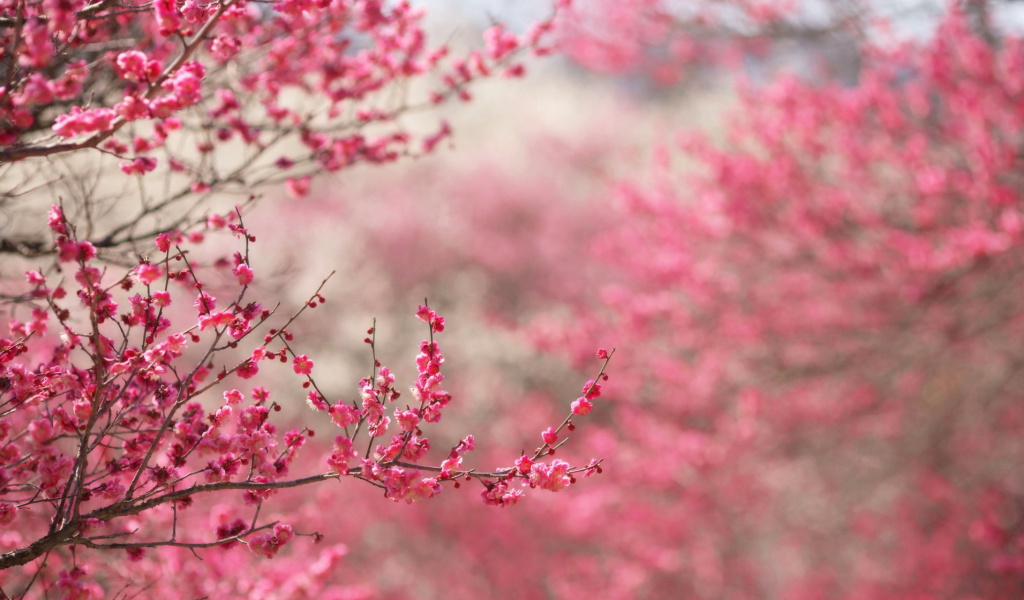 Das Spring Tree Blossoms Wallpaper 1024x600