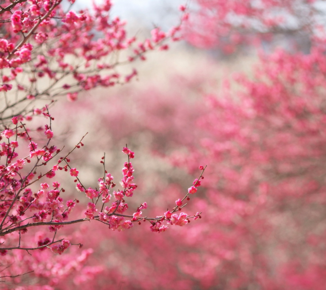 Das Spring Tree Blossoms Wallpaper 1080x960