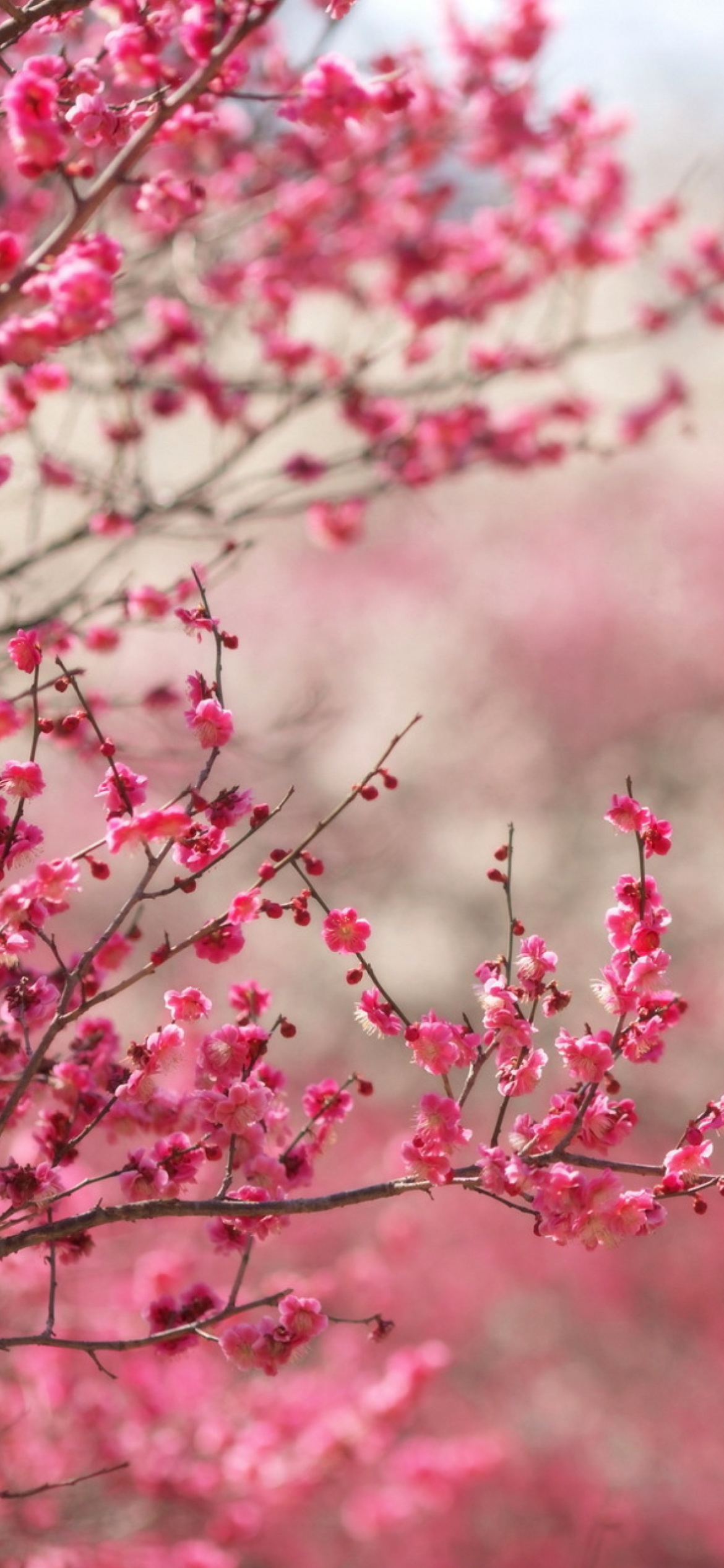 Fondo de pantalla Spring Tree Blossoms 1170x2532