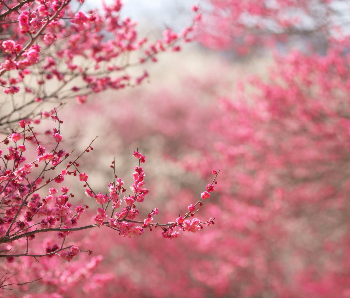 Spring Tree Blossoms wallpaper 1200x1024