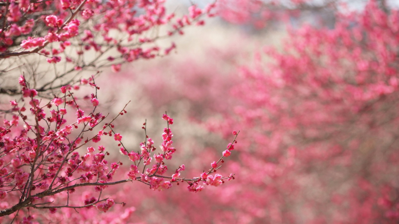 Fondo de pantalla Spring Tree Blossoms 1280x720