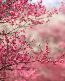 Das Spring Tree Blossoms Wallpaper 128x160
