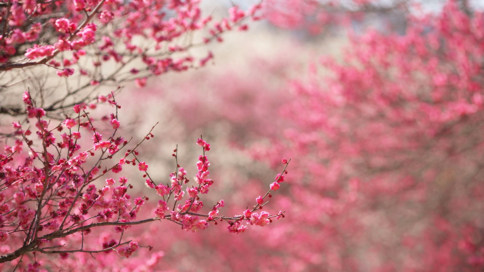 Обои Spring Tree Blossoms 1600x900