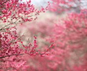 Spring Tree Blossoms wallpaper 176x144