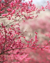 Das Spring Tree Blossoms Wallpaper 176x220