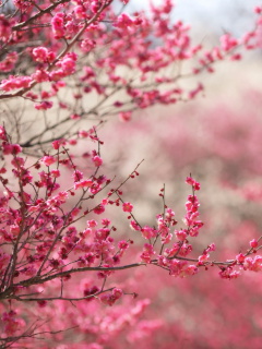 Spring Tree Blossoms wallpaper 240x320