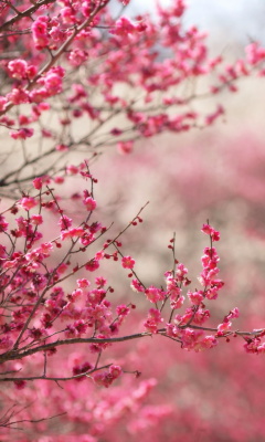 Das Spring Tree Blossoms Wallpaper 240x400