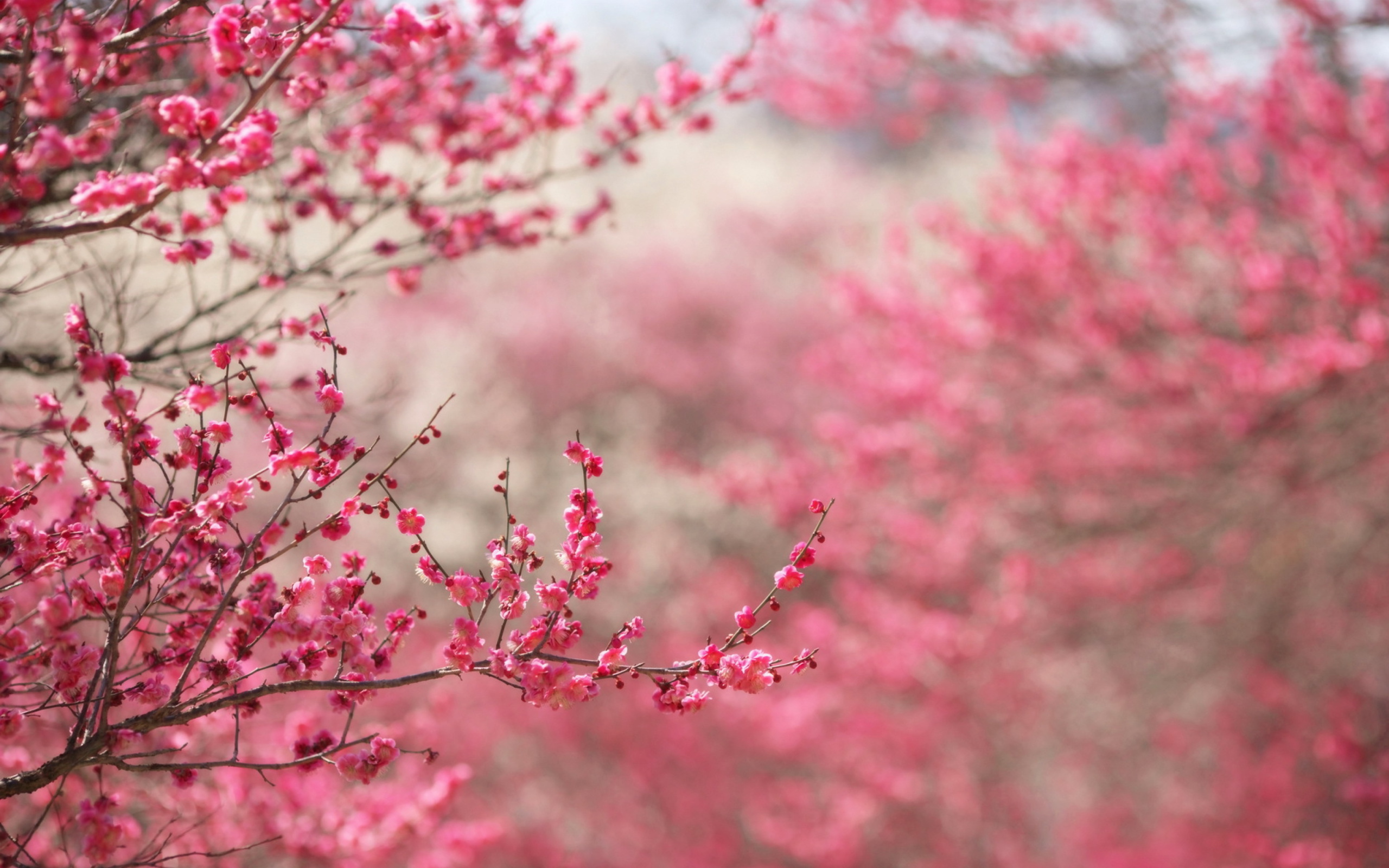 Spring Tree Blossoms screenshot #1 2560x1600
