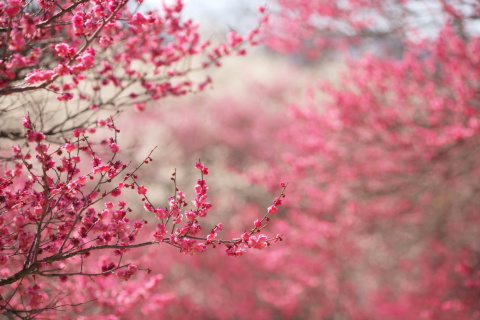 Das Spring Tree Blossoms Wallpaper 480x320
