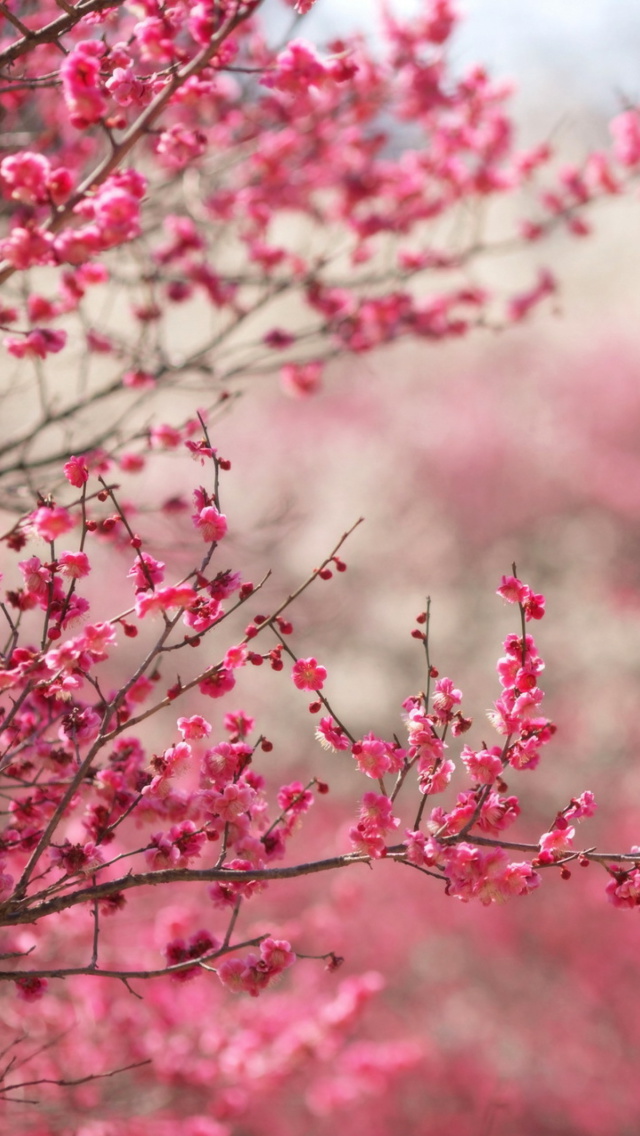 Spring Tree Blossoms wallpaper 640x1136