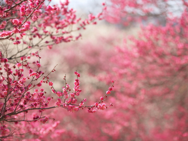 Das Spring Tree Blossoms Wallpaper 640x480