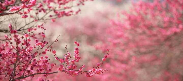 Обои Spring Tree Blossoms 720x320