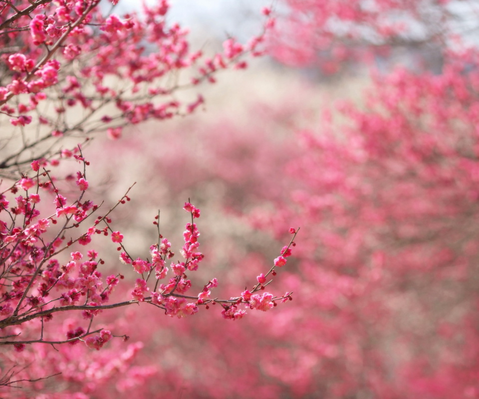 Das Spring Tree Blossoms Wallpaper 960x800