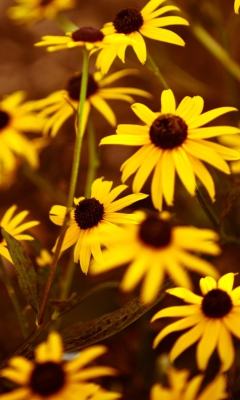 Yellow Flowers screenshot #1 240x400