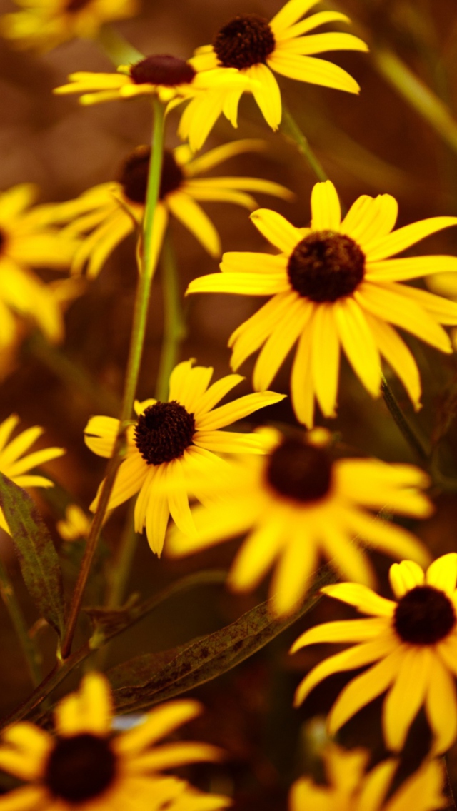 Обои Yellow Flowers 640x1136
