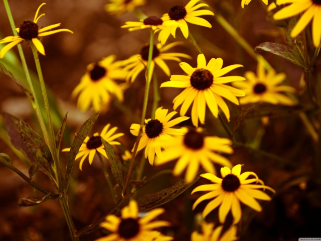 Yellow Flowers screenshot #1 640x480
