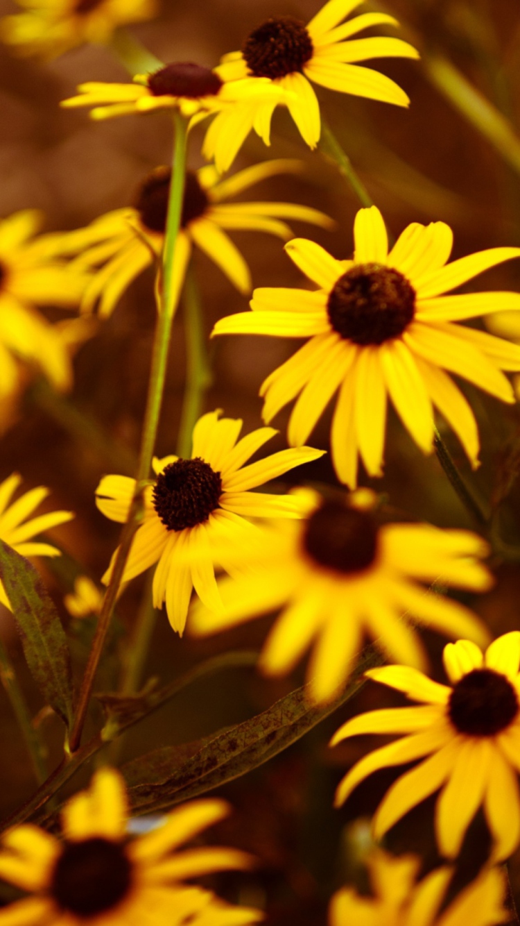 Yellow Flowers screenshot #1 750x1334