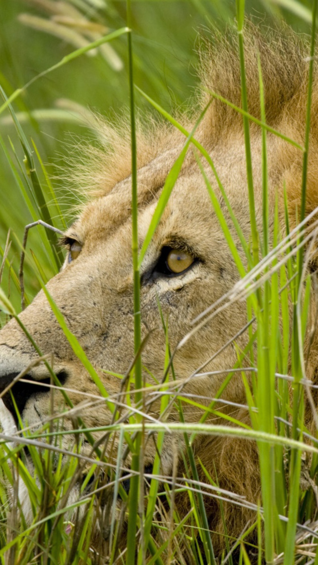 Lion In The Grass wallpaper 1080x1920
