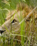 Das Lion In The Grass Wallpaper 128x160