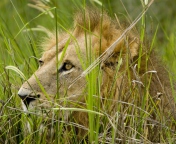 Fondo de pantalla Lion In The Grass 176x144