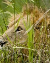 Lion In The Grass wallpaper 176x220