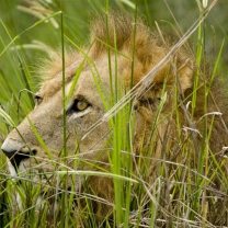 Lion In The Grass wallpaper 208x208