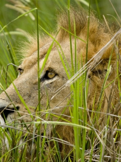 Fondo de pantalla Lion In The Grass 240x320