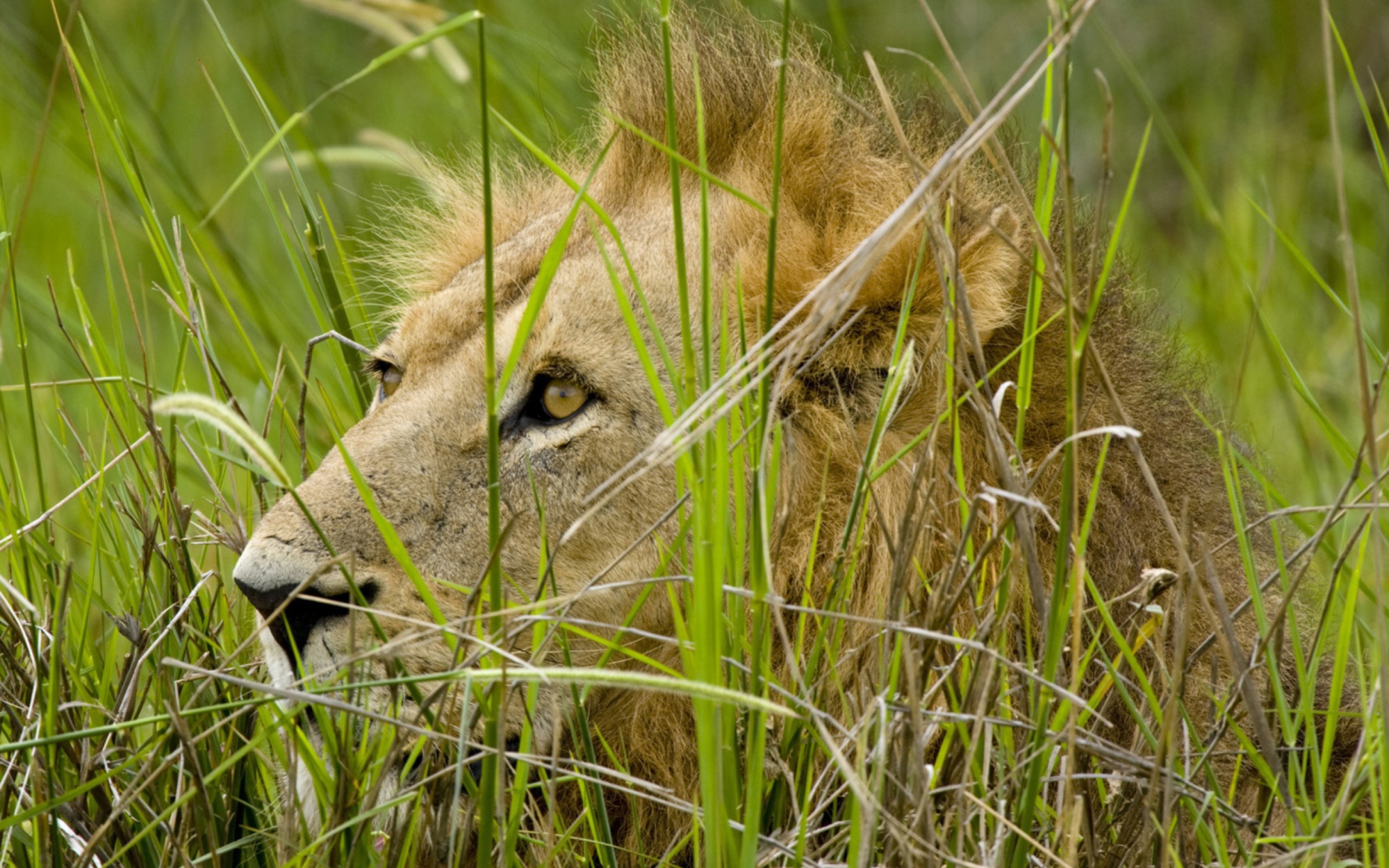 Sfondi Lion In The Grass 2560x1600