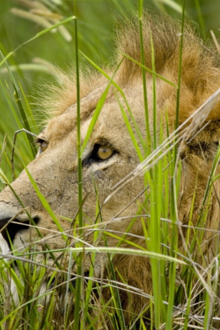 Sfondi Lion In The Grass 320x480