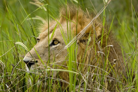 Lion In The Grass wallpaper 480x320