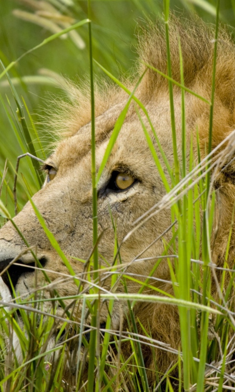 Lion In The Grass wallpaper 480x800