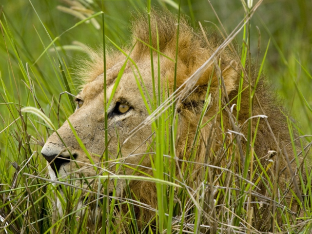 Sfondi Lion In The Grass 640x480