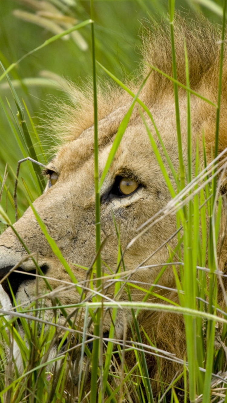 Lion In The Grass wallpaper 750x1334