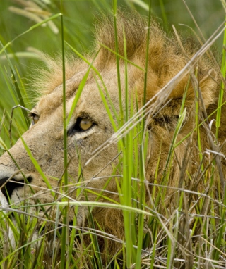 Kostenloses Lion In The Grass Wallpaper für iPhone 5