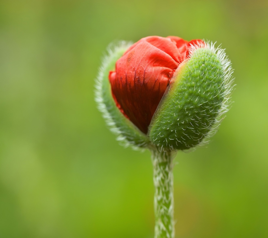 Sfondi Poppy Blooming 1080x960
