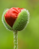 Screenshot №1 pro téma Poppy Blooming 128x160