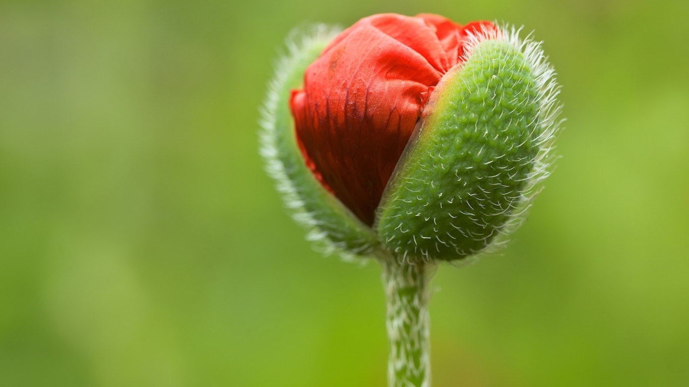Sfondi Poppy Blooming 1366x768