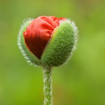 Sfondi Poppy Blooming 208x208