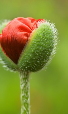 Poppy Blooming wallpaper 240x400